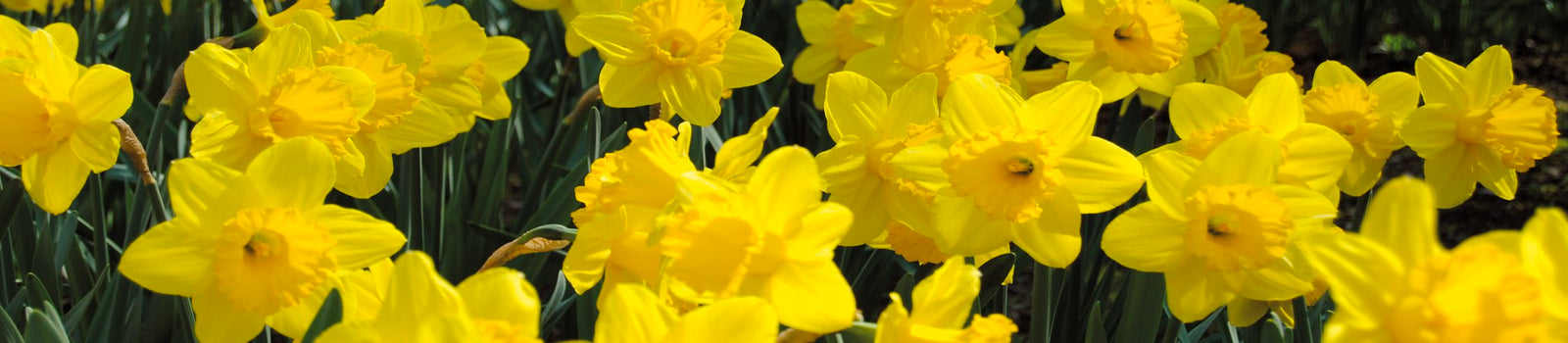 Cariad Cymreig - Thinking of You
